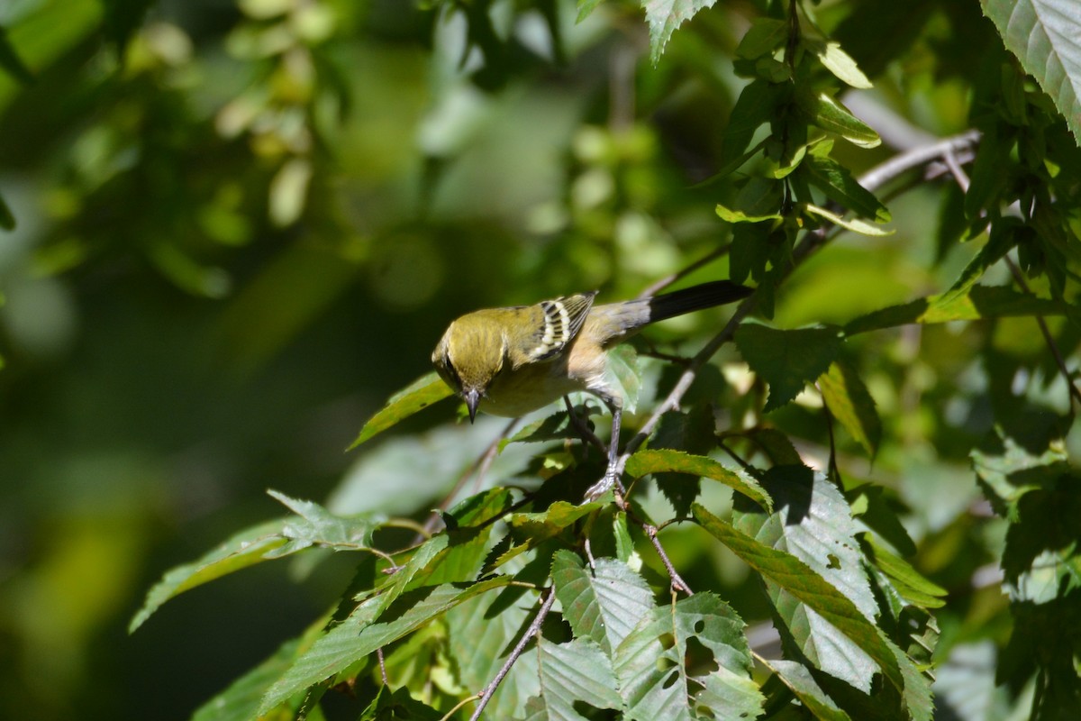 Bay-breasted Warbler - ML641210754