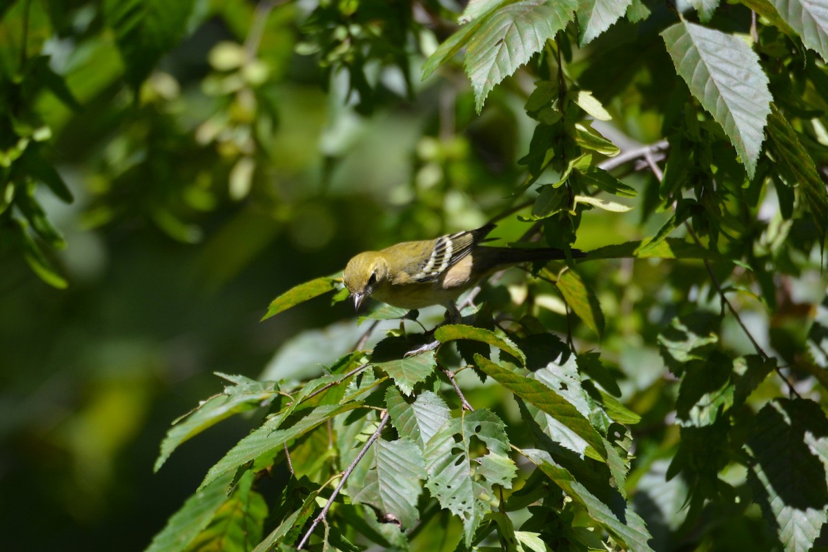 Bay-breasted Warbler - ML641210767