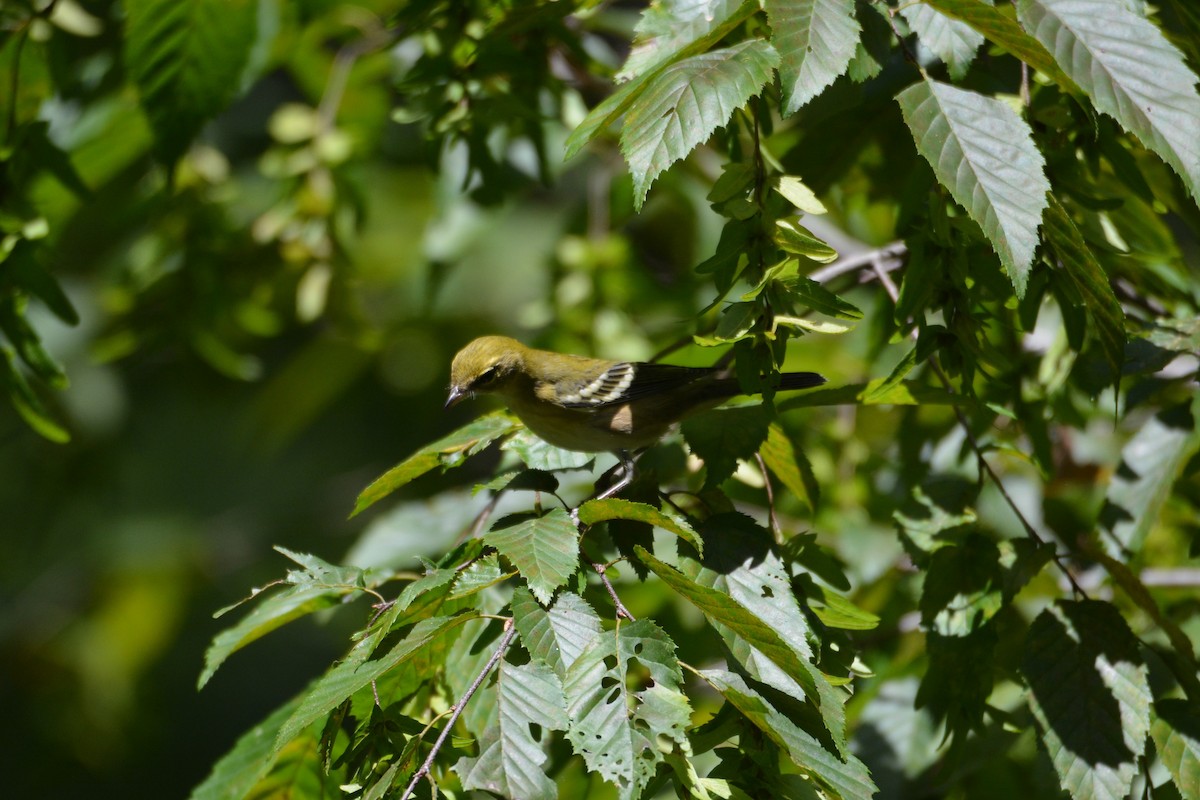 Bay-breasted Warbler - ML641210770