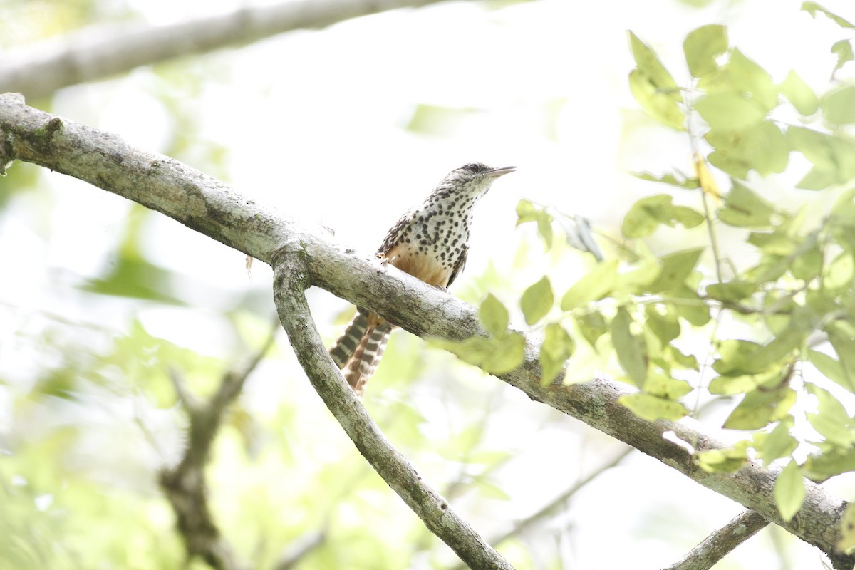 Band-backed Wren - ML641210788