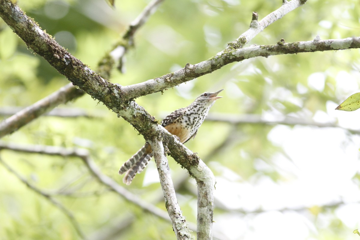 Band-backed Wren - ML641210789