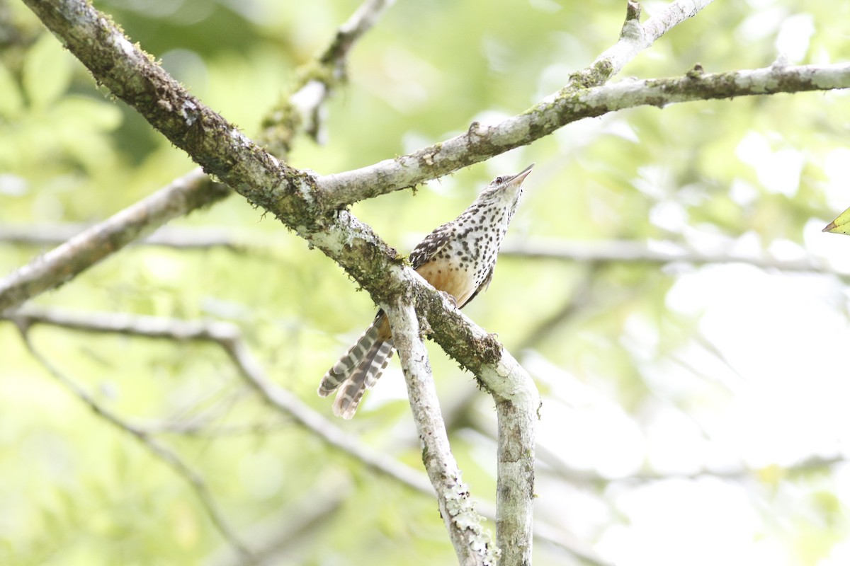 Band-backed Wren - ML641210791