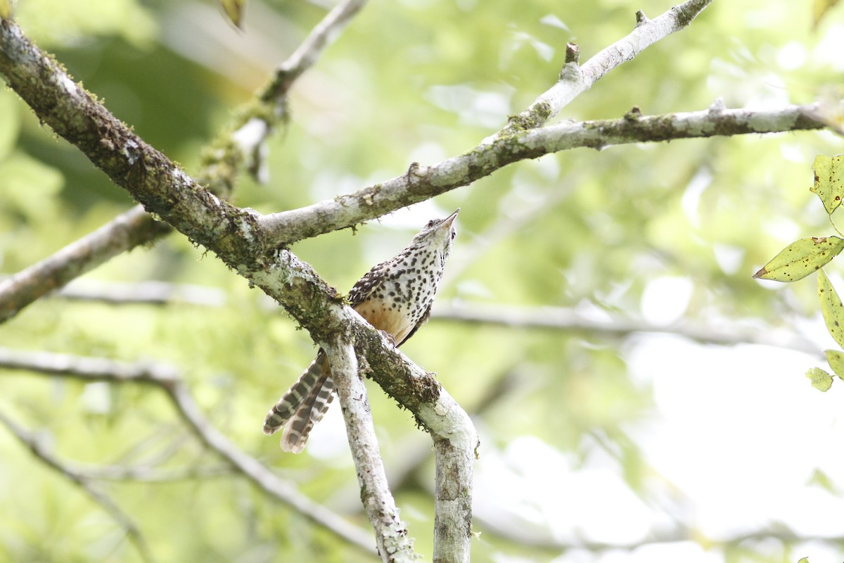 Band-backed Wren - ML641210792