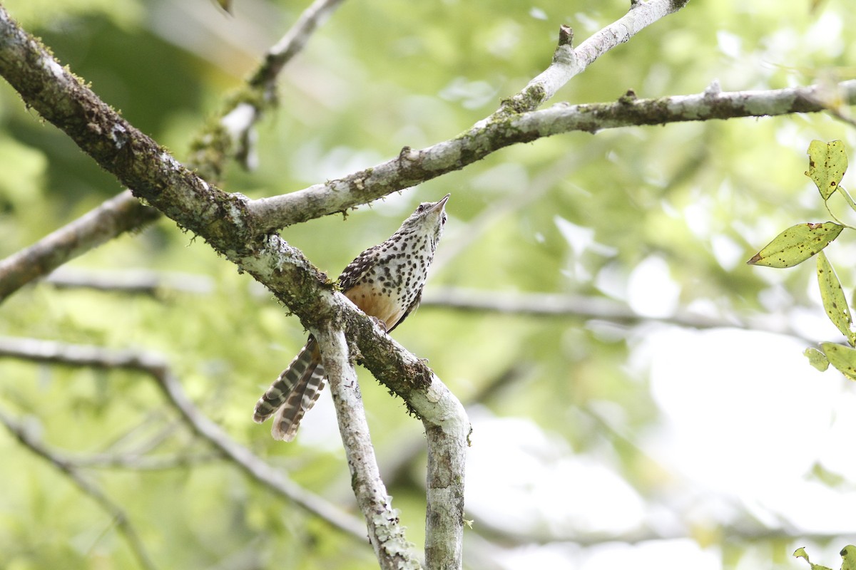 Band-backed Wren - ML641210793