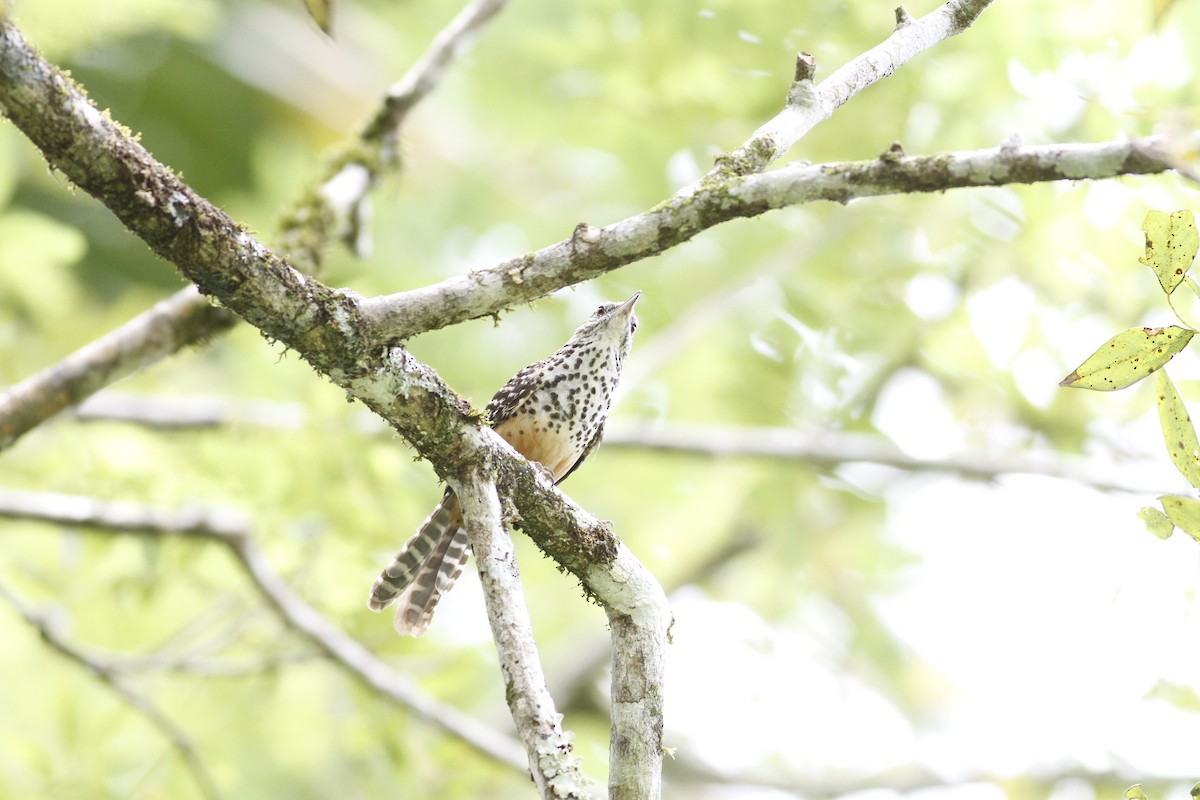 Band-backed Wren - ML641210794