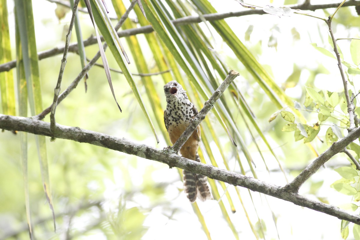 Band-backed Wren - ML641210796