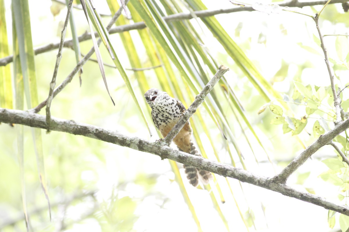 Band-backed Wren - ML641210797