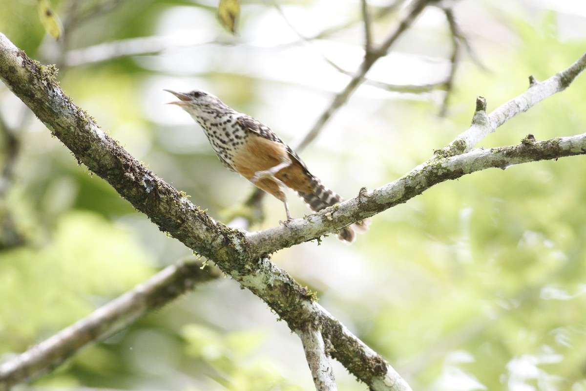 Band-backed Wren - ML641210798