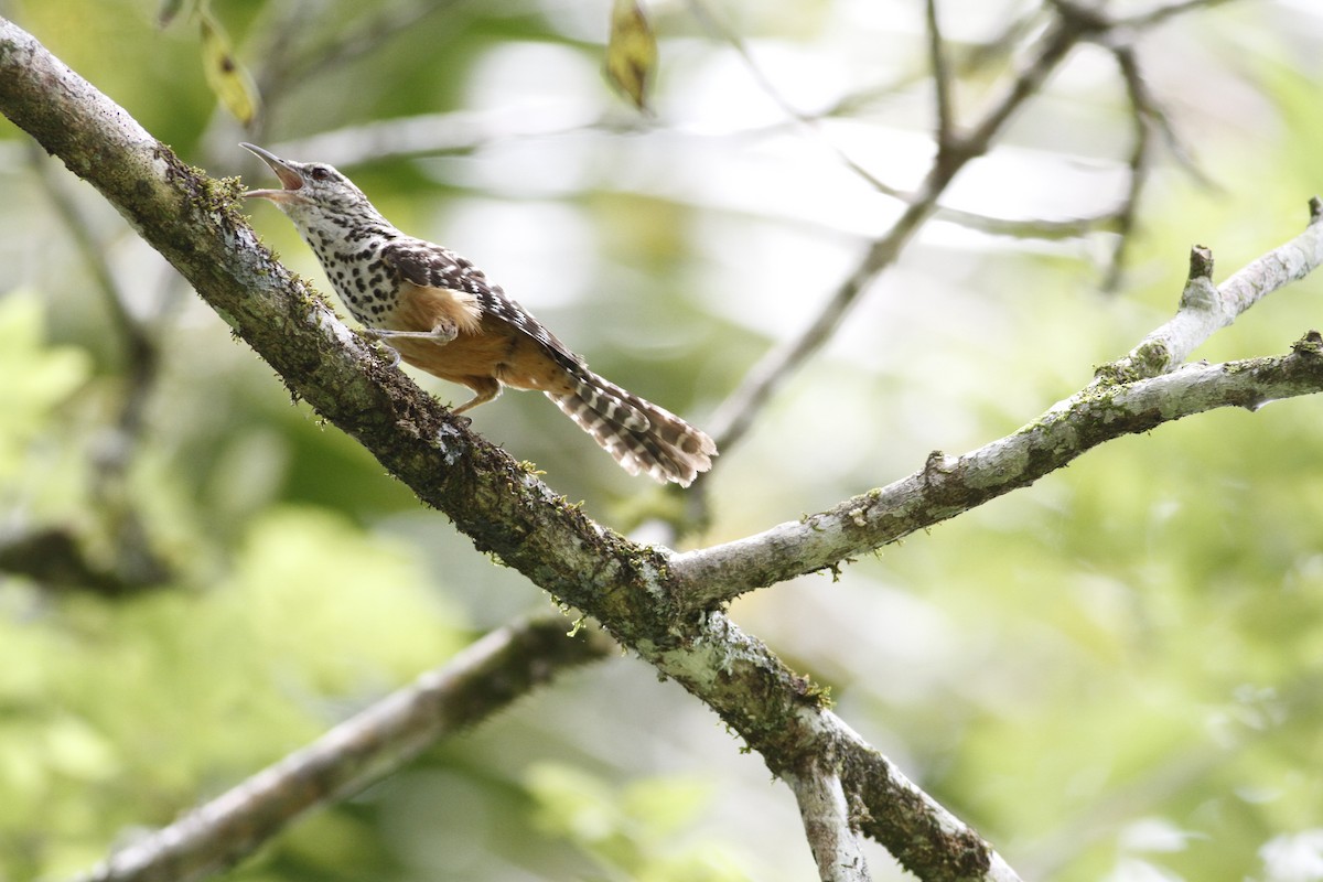 Band-backed Wren - ML641210799