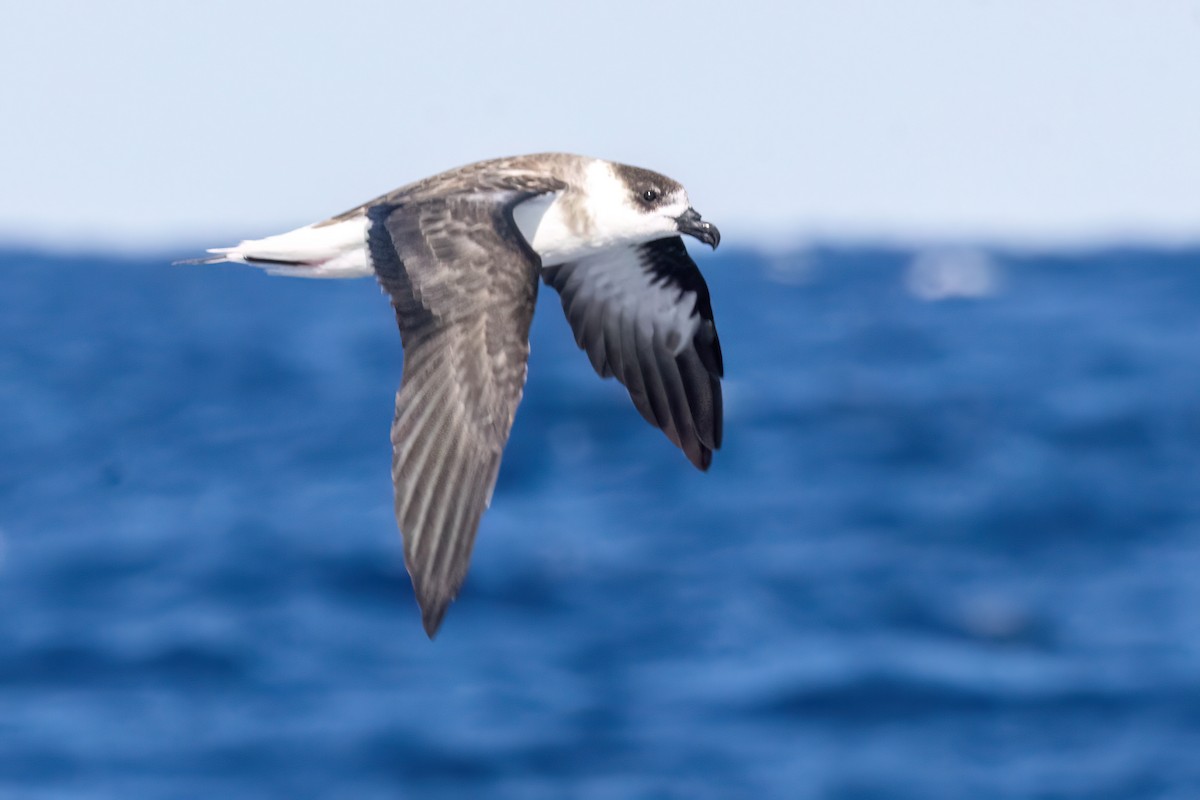 Black-capped Petrel - ML641210815