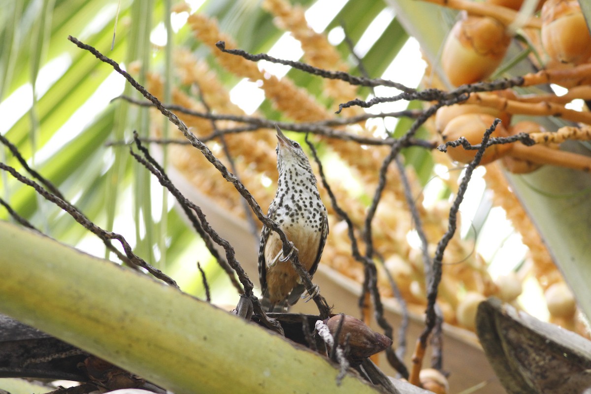 Band-backed Wren - ML641210820