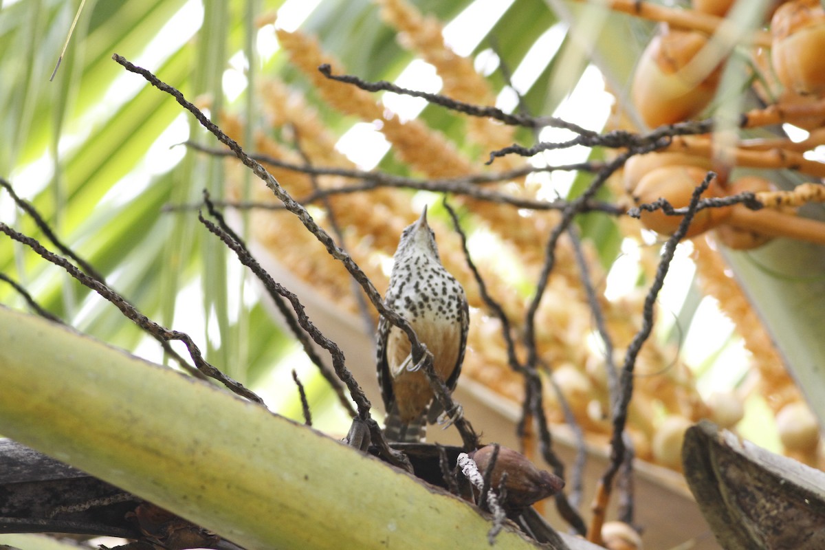 Band-backed Wren - ML641210823