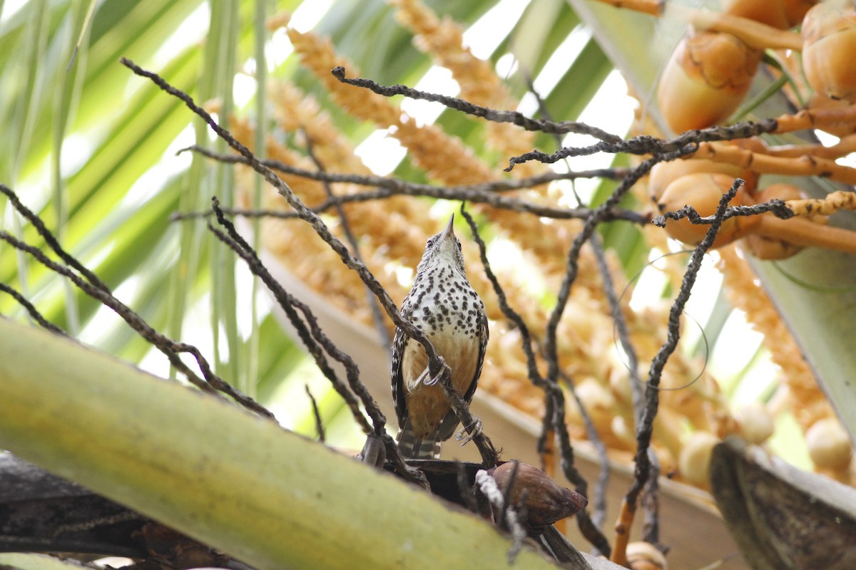 Band-backed Wren - ML641210824