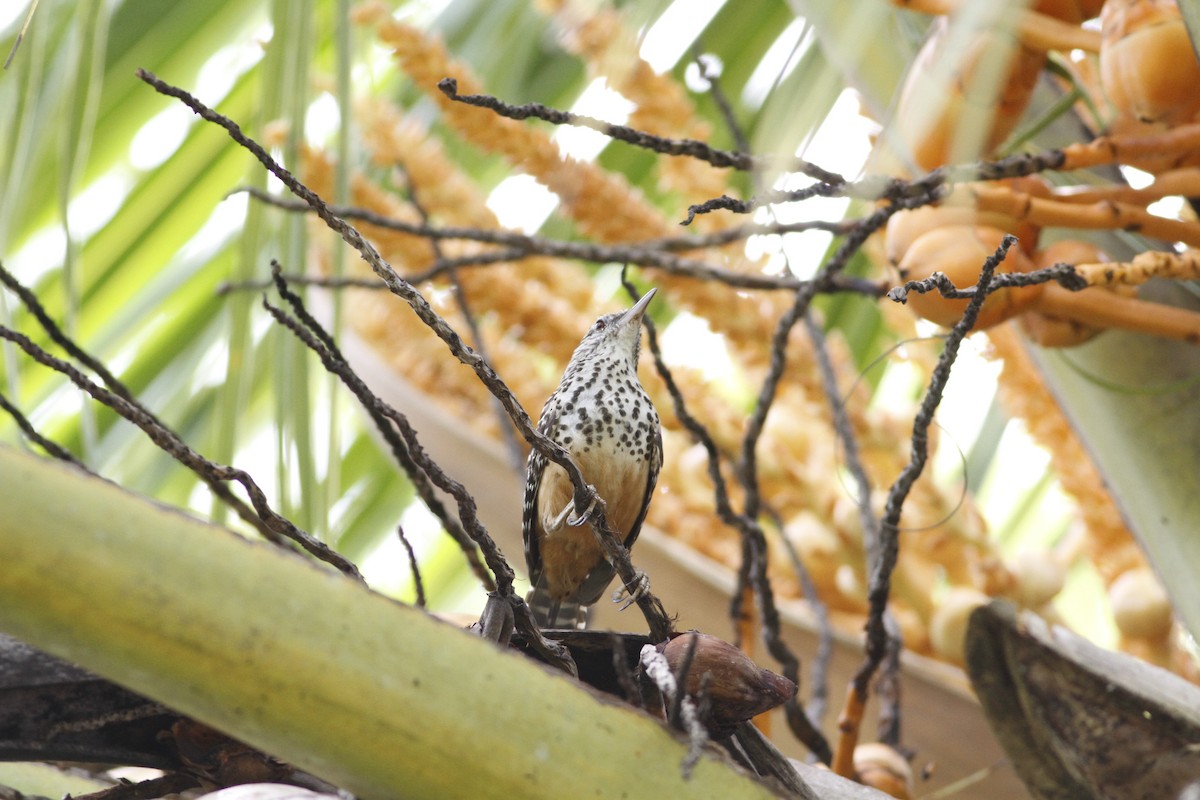 Band-backed Wren - ML641210825