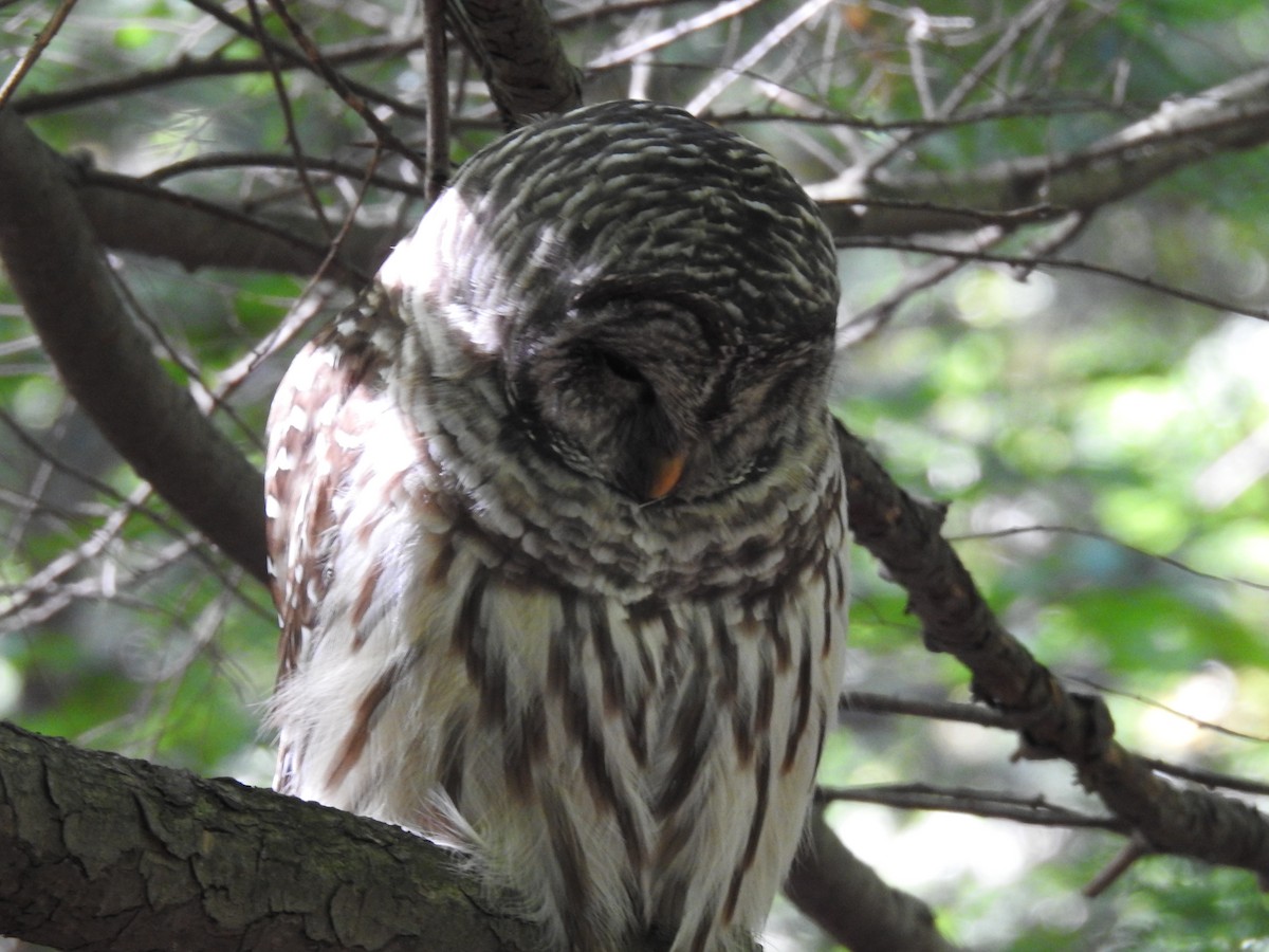 Barred Owl - ML641210833