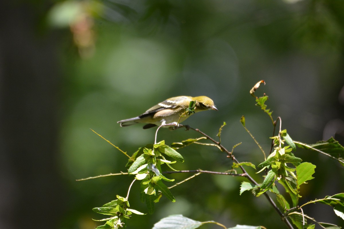 Bay-breasted Warbler - ML641210848