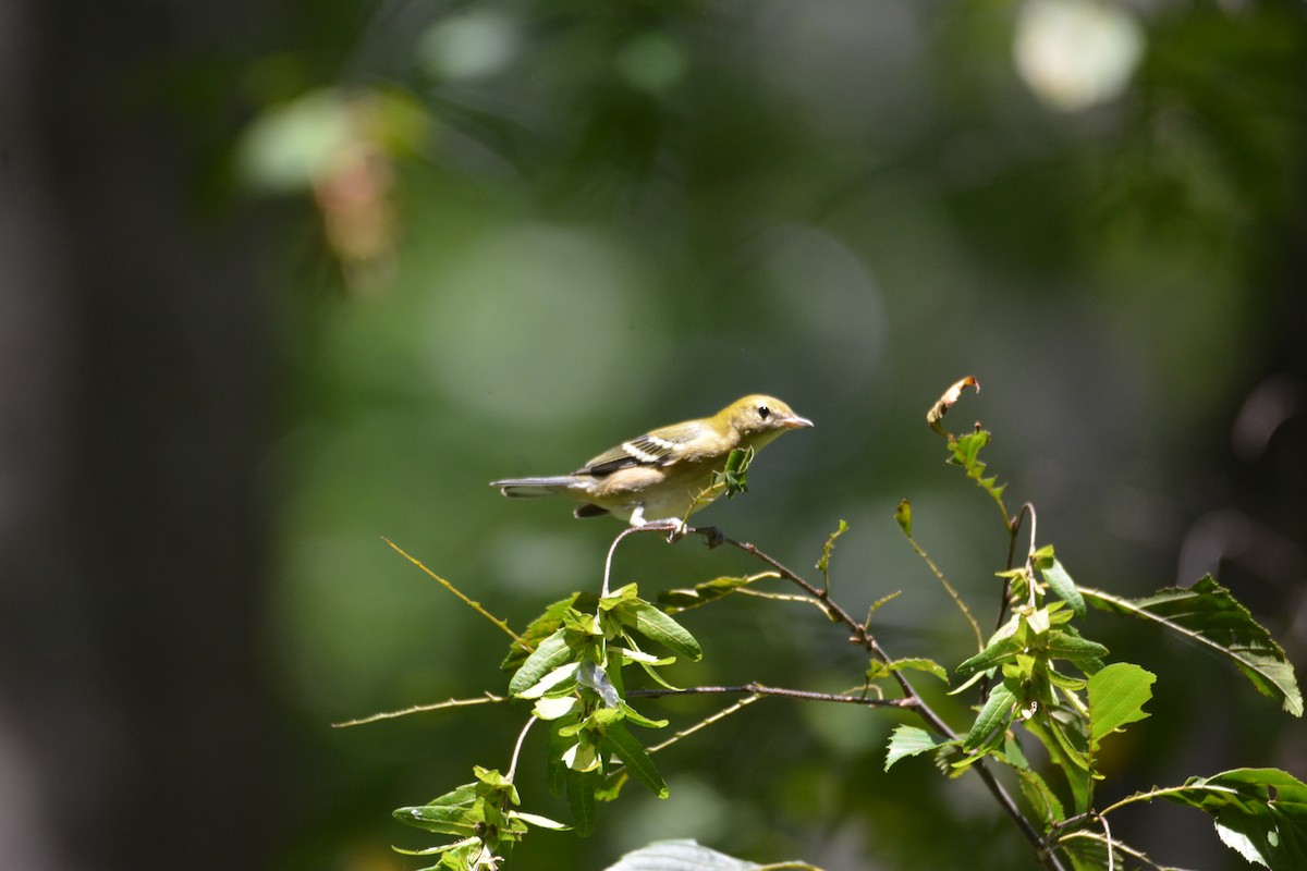 Bay-breasted Warbler - ML641210866
