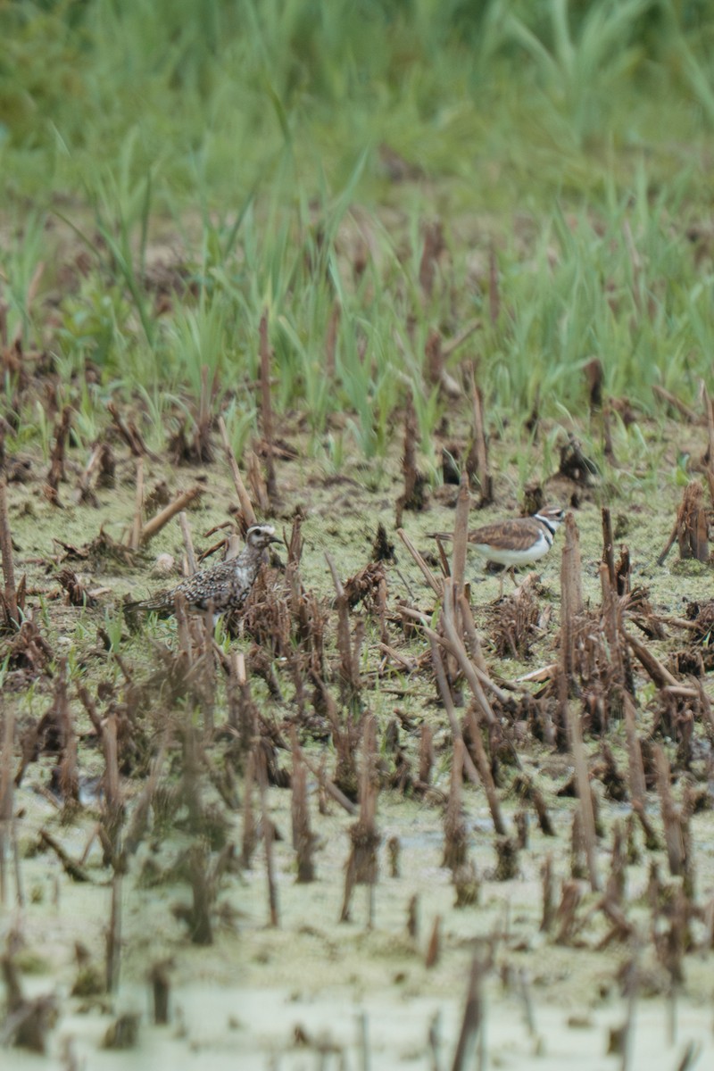 American Golden-Plover - ML641210871