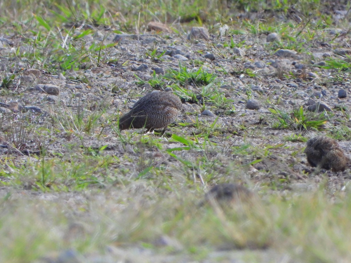 Brown Quail - ML641210898