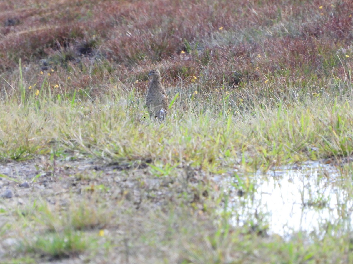 Brown Quail - ML641210899