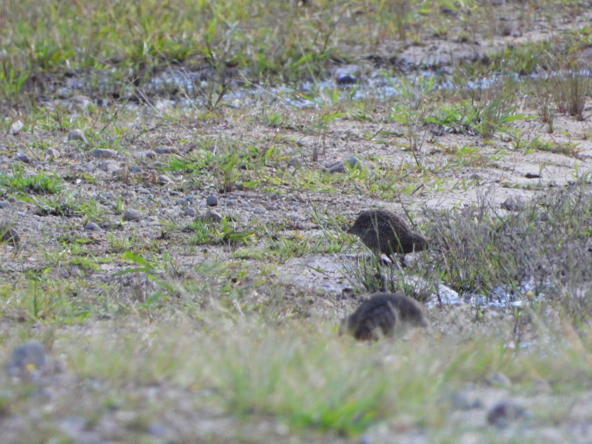 Brown Quail - ML641210901