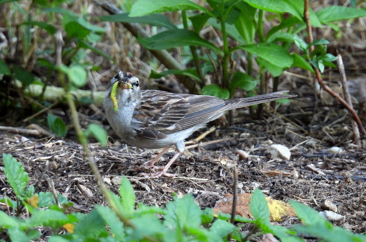 Chipping Sparrow - ML641210904
