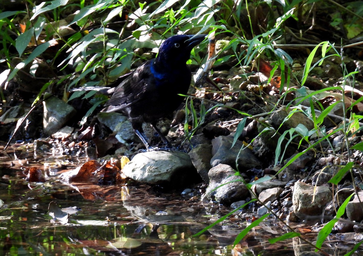 Common Grackle - ML641210918
