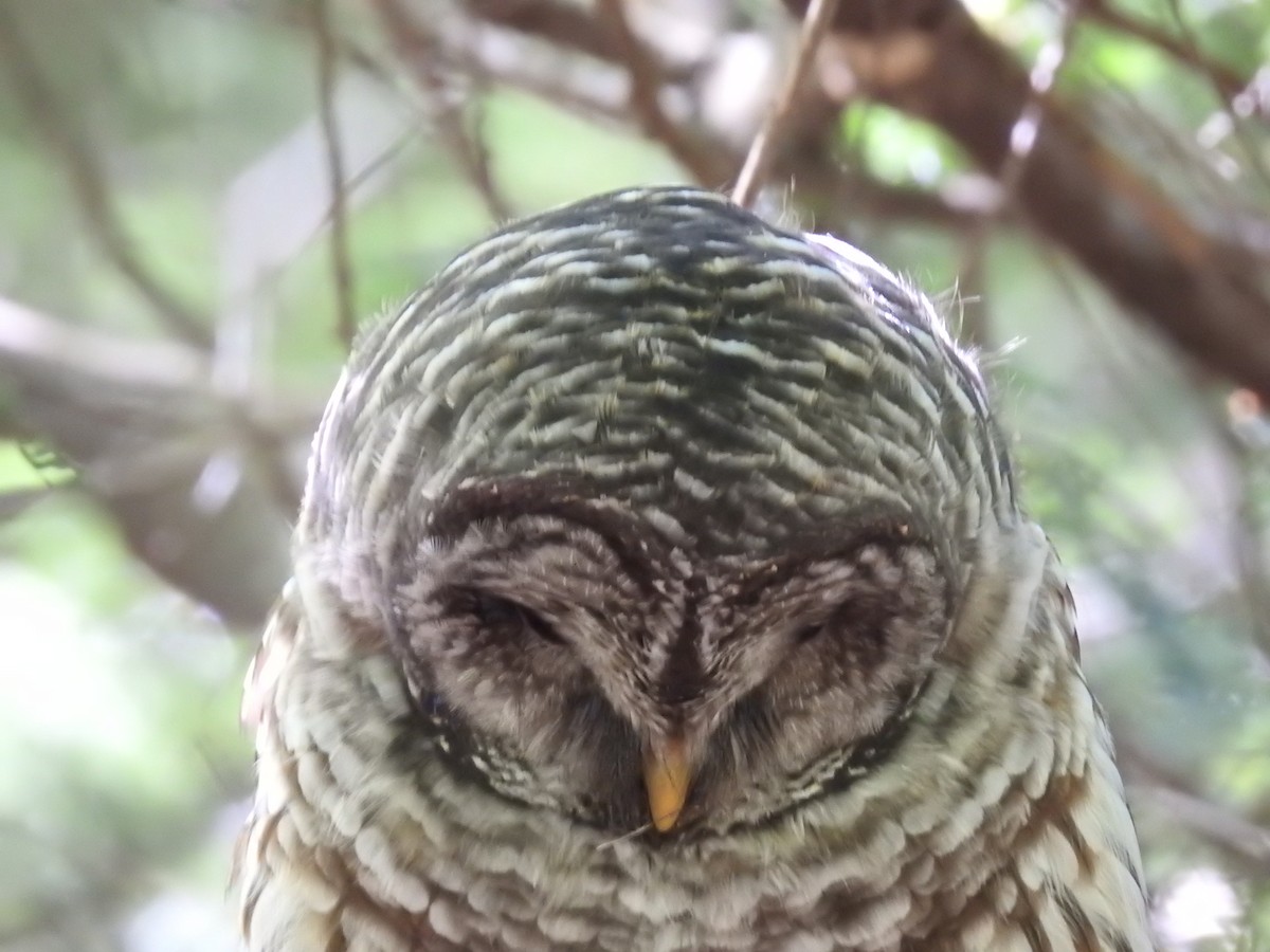 Barred Owl - ML641210938