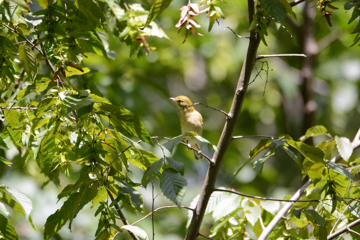 Bay-breasted Warbler - ML641210947
