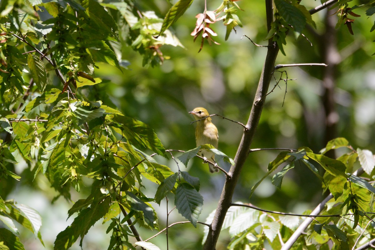 Bay-breasted Warbler - ML641210949