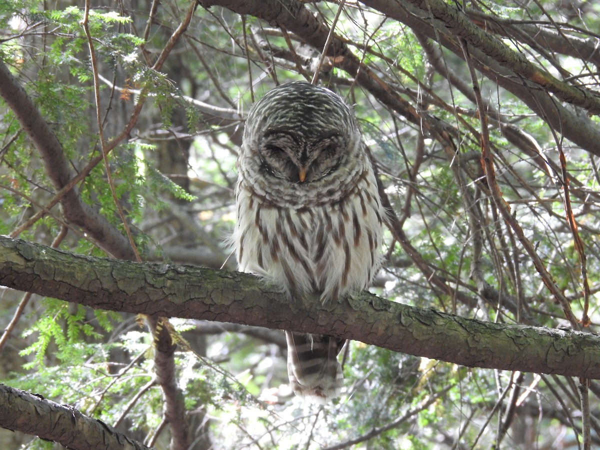 Barred Owl - ML641210950