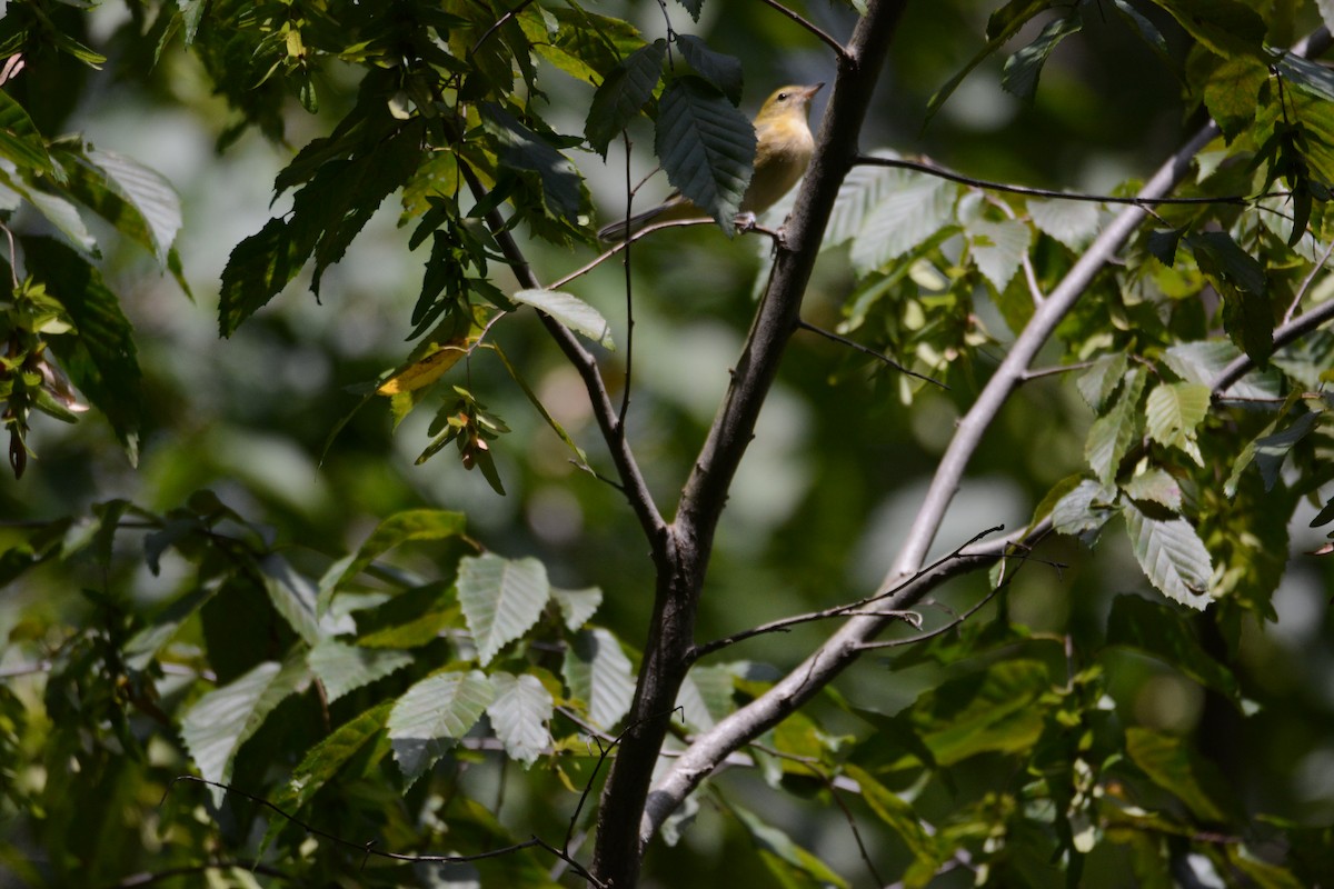 Bay-breasted Warbler - ML641210955