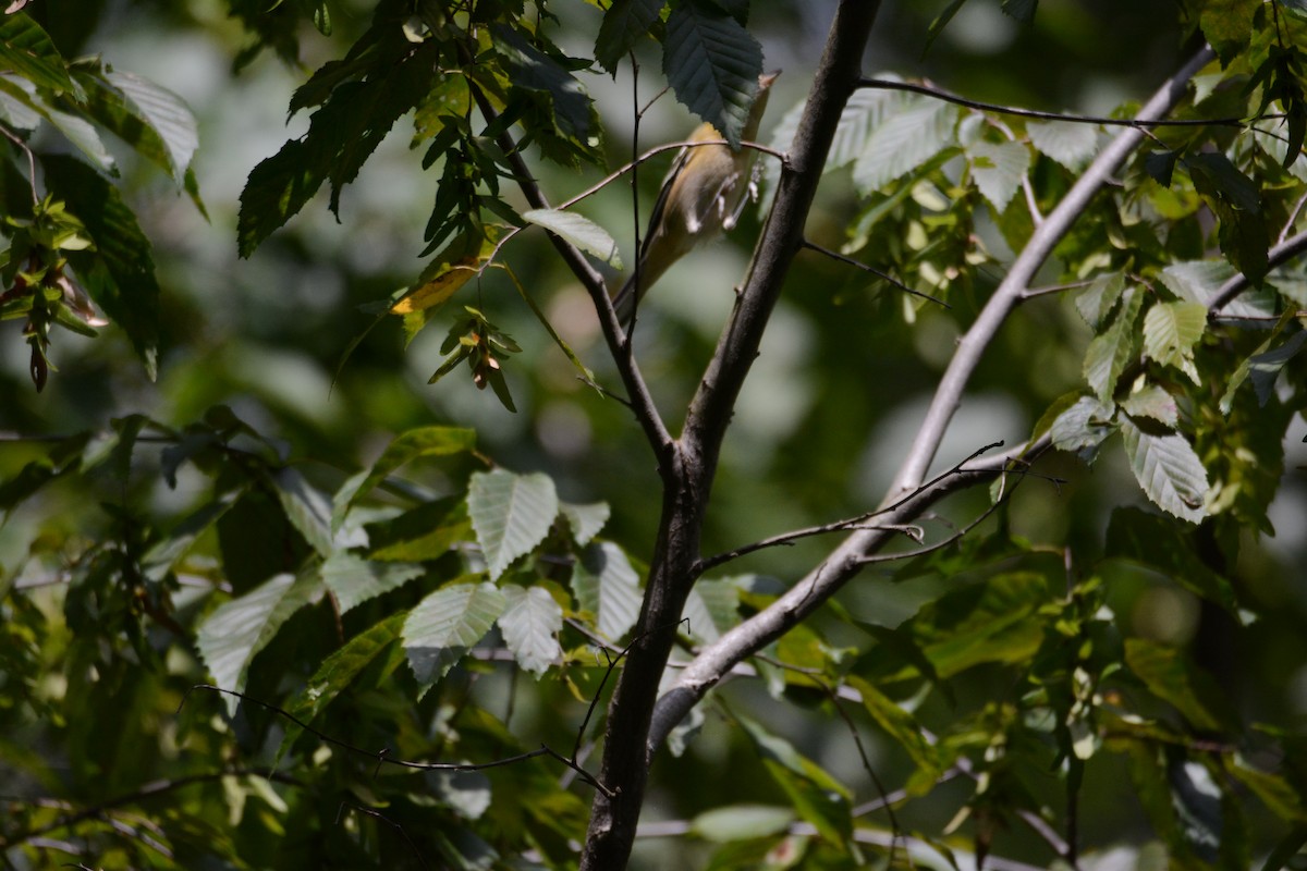 Bay-breasted Warbler - ML641210956