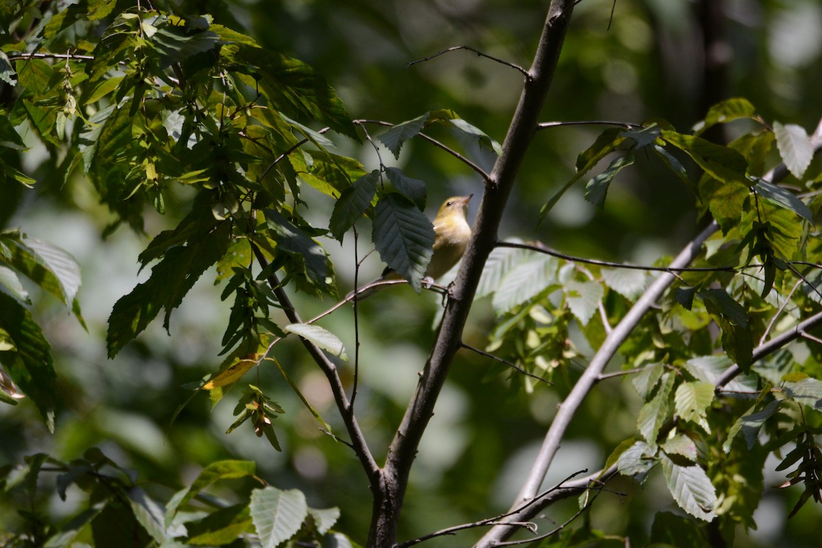 Bay-breasted Warbler - ML641210958