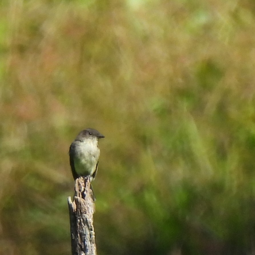 Eastern Phoebe - ML641210970