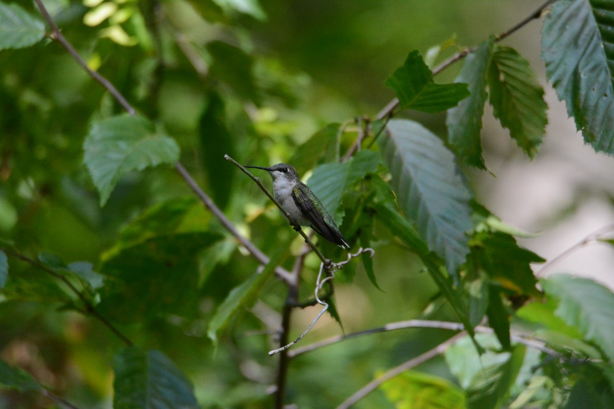Ruby-throated Hummingbird - ML641210975
