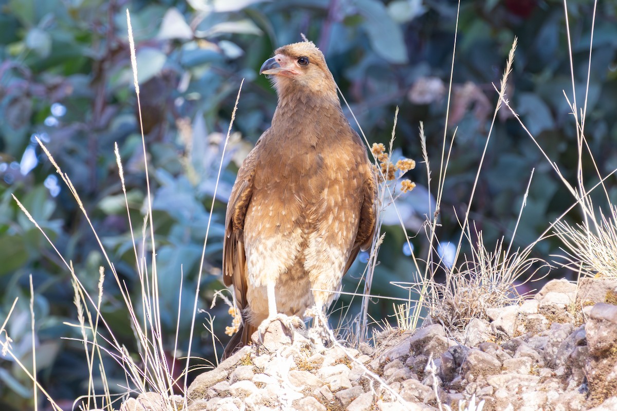 Mountain Caracara - ML641210977