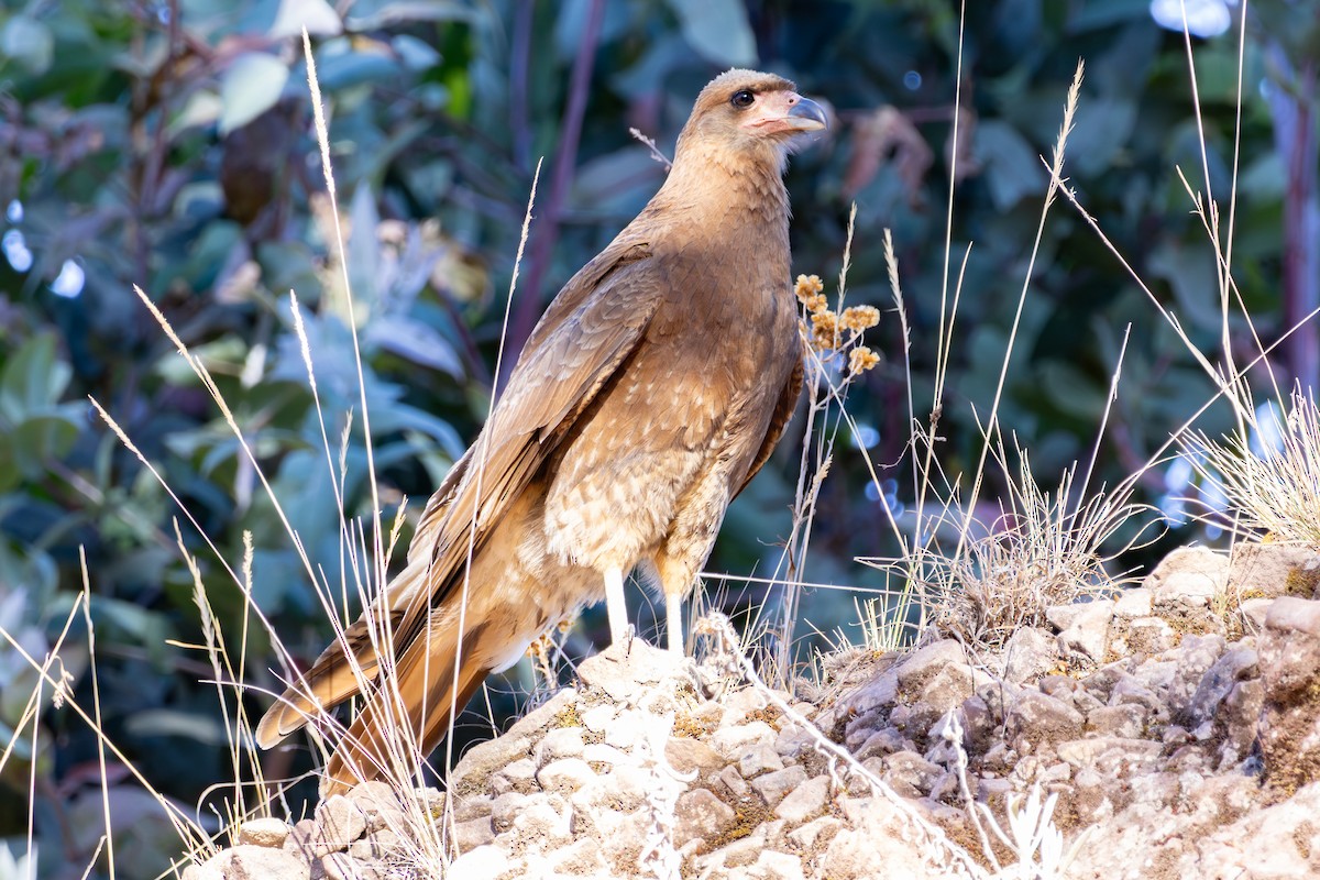 Mountain Caracara - ML641210978