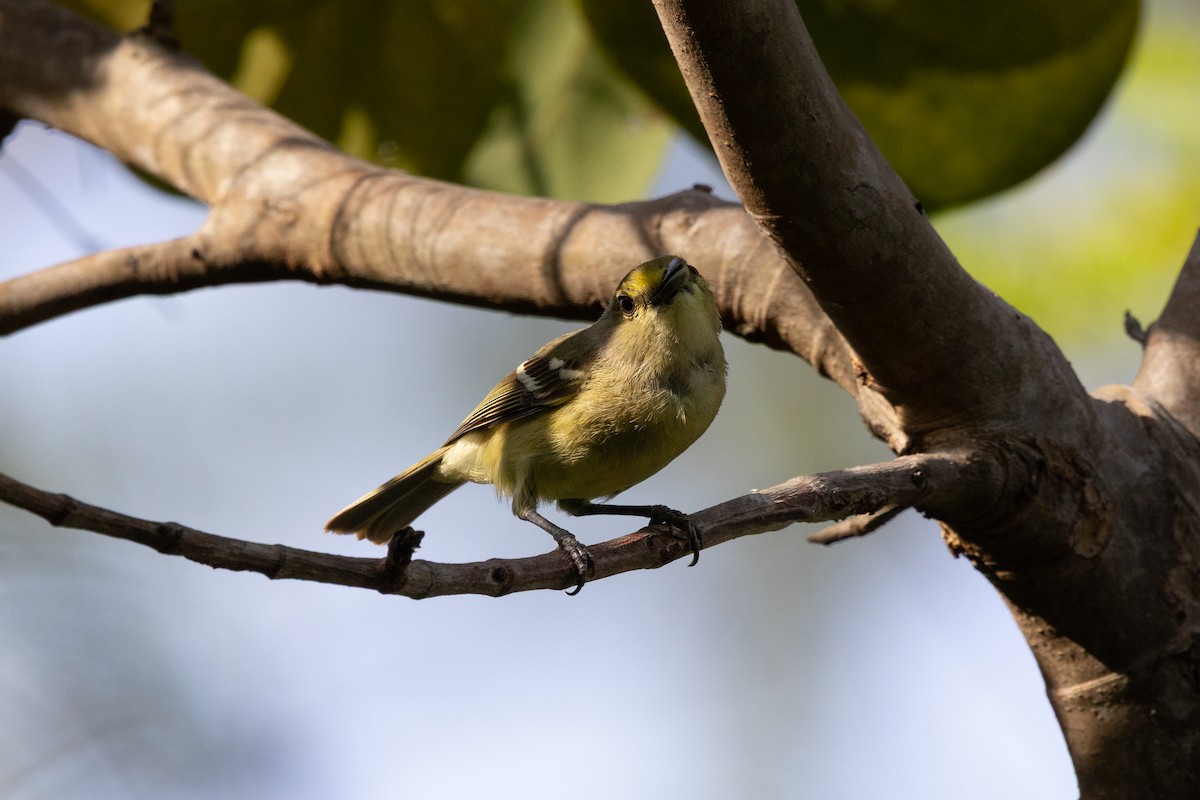 Thick-billed Vireo - ML641210980