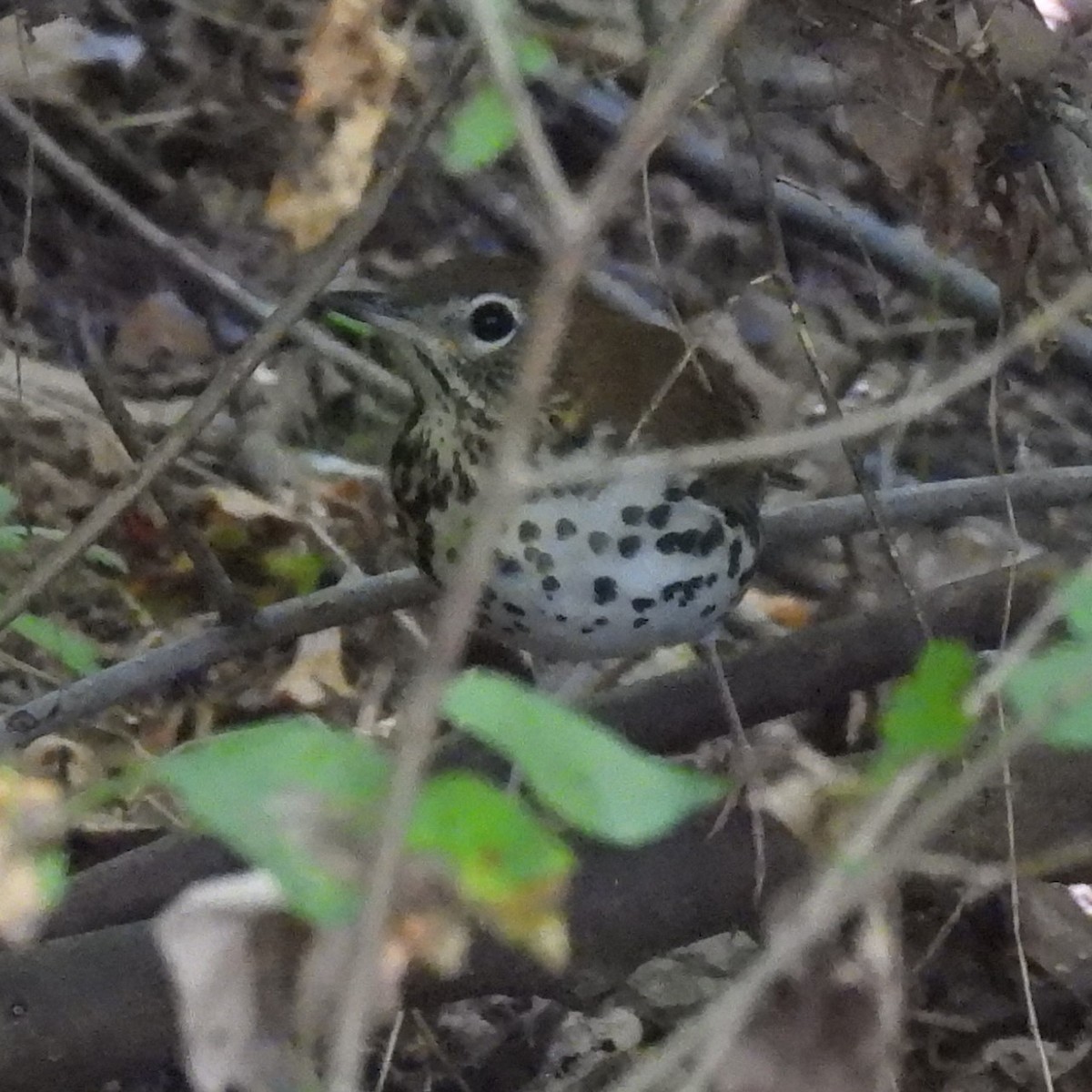 Wood Thrush - ML641210984