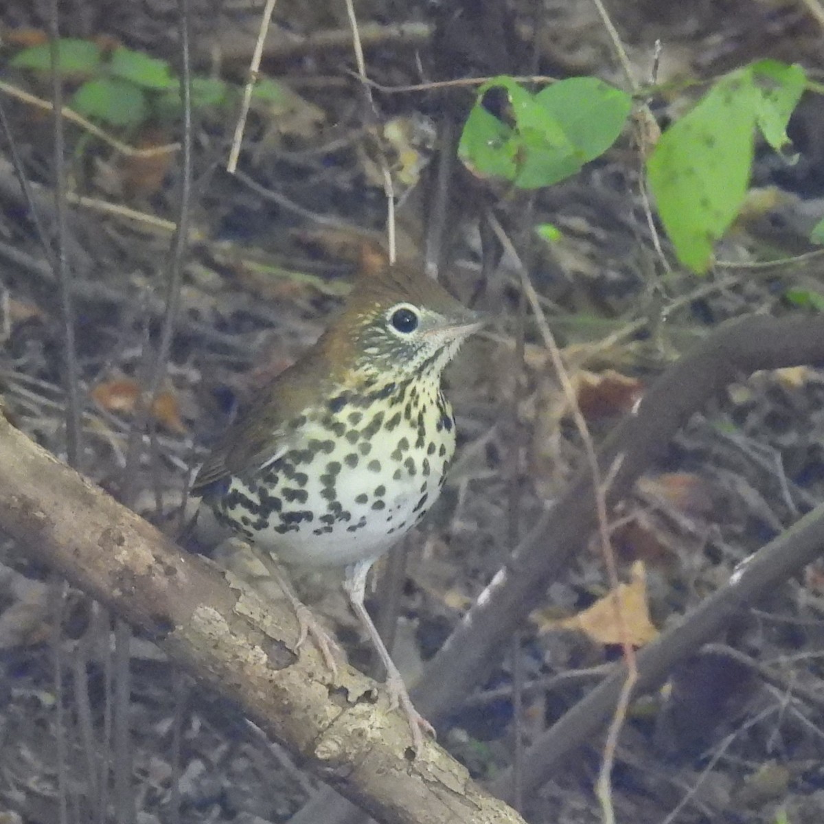 Wood Thrush - ML641210987