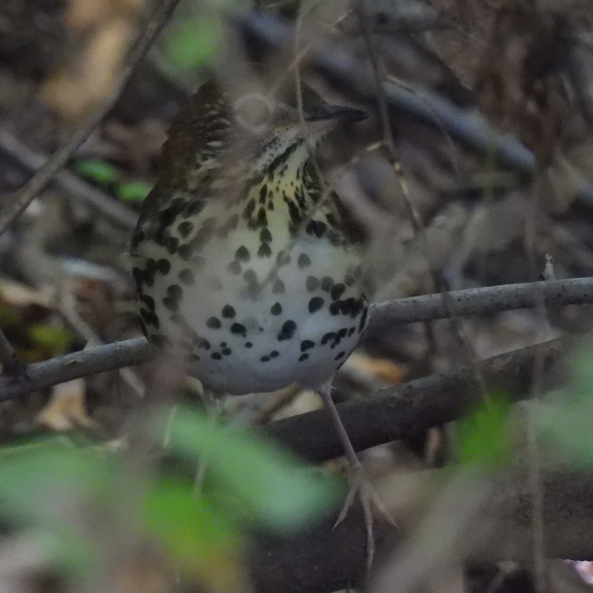 Wood Thrush - ML641210988