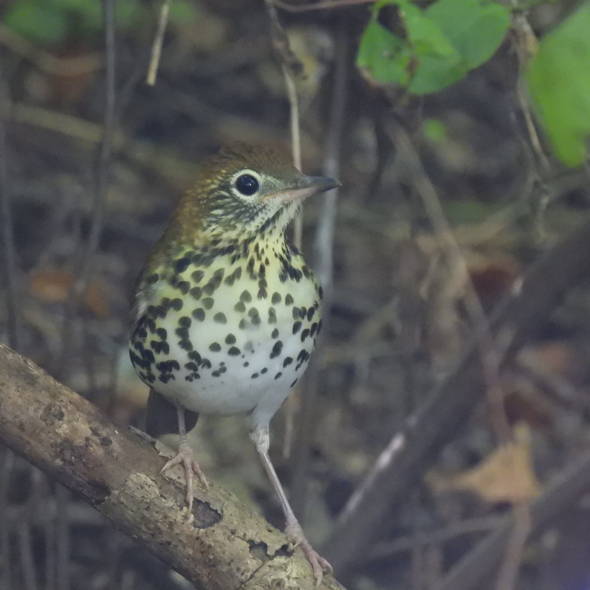 Wood Thrush - ML641210989