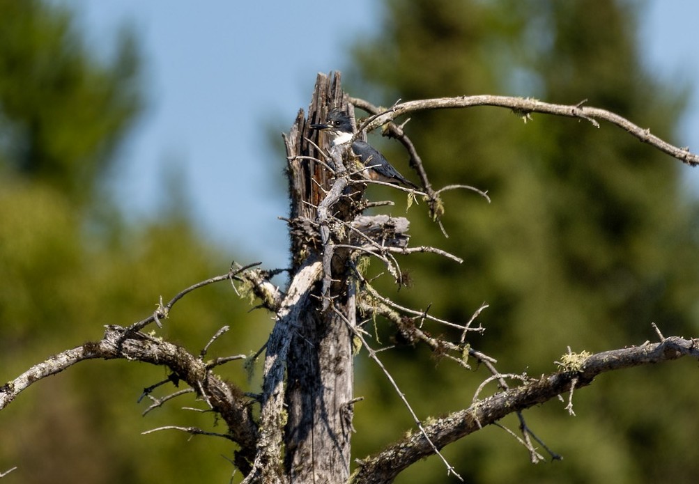 rybařík pruhoprsý - ML641211010