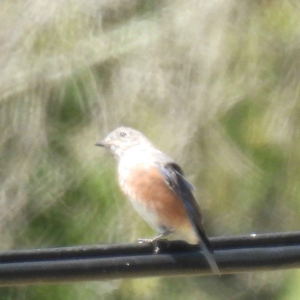 Eastern Bluebird - ML641211017