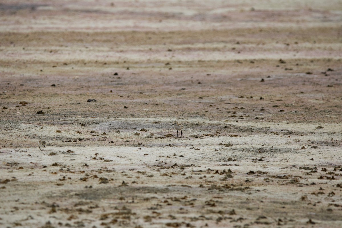 Snowy Plover - ML641211059
