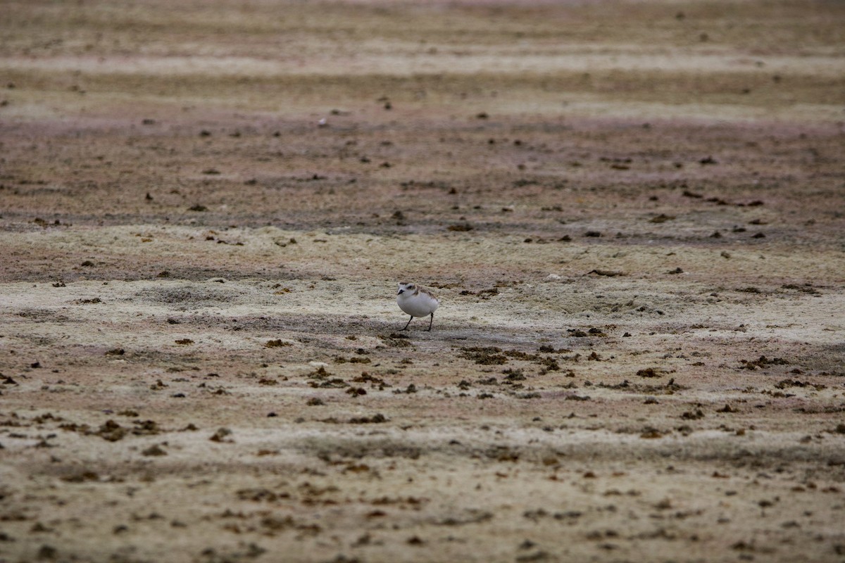 Snowy Plover - ML641211060