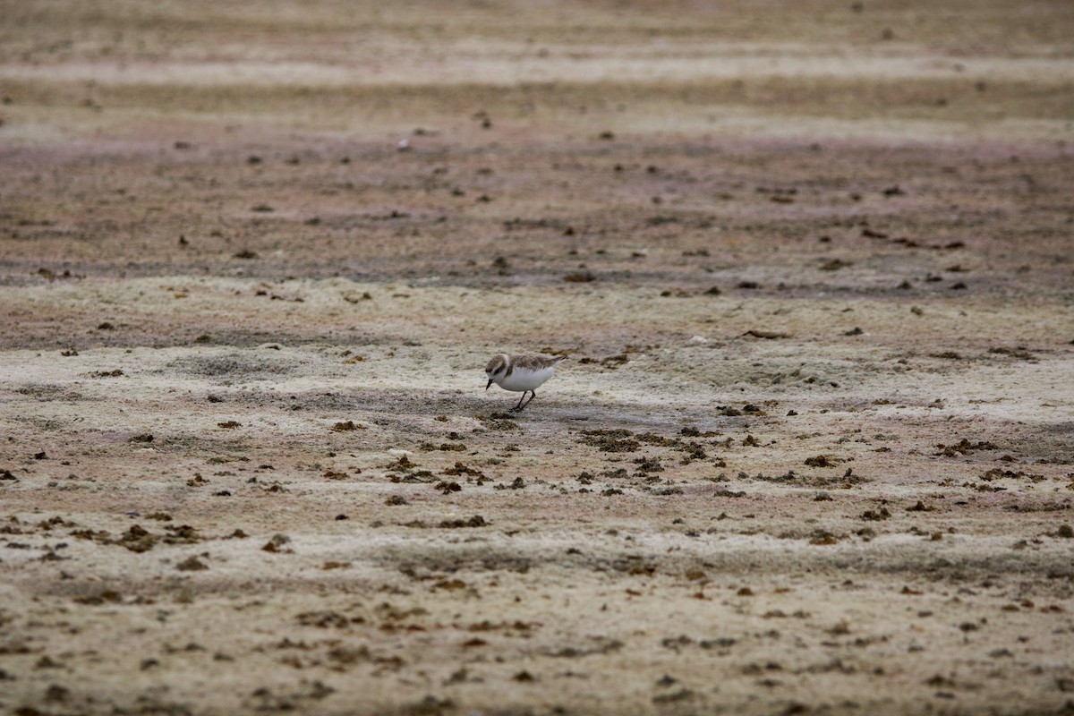 Snowy Plover - ML641211061