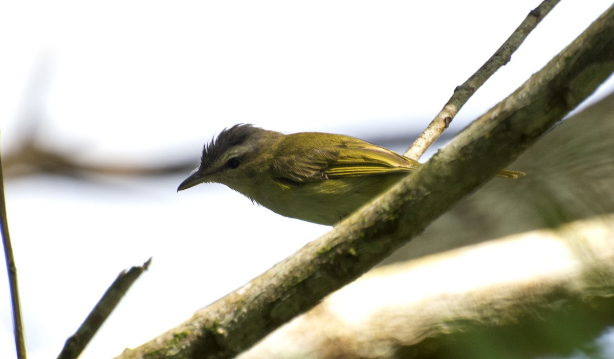 Chivi Vireo - ML641211063