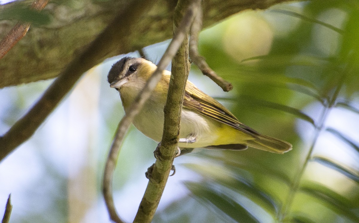 Chivi Vireo - ML641211064